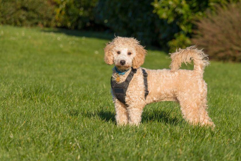 What is a Poochon Dog breed description