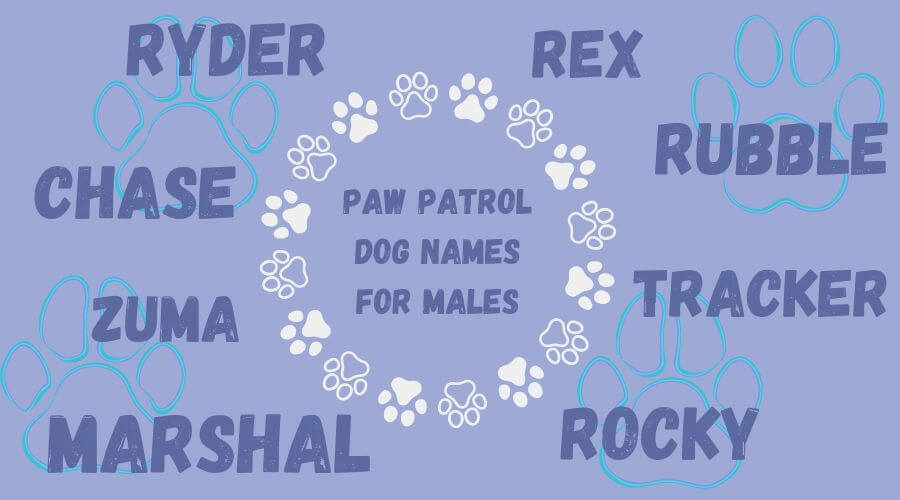 best paw patrol dog names