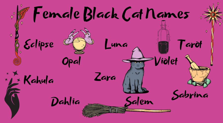 female black cat names