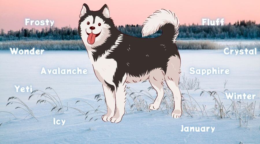 wintery husky dog names
