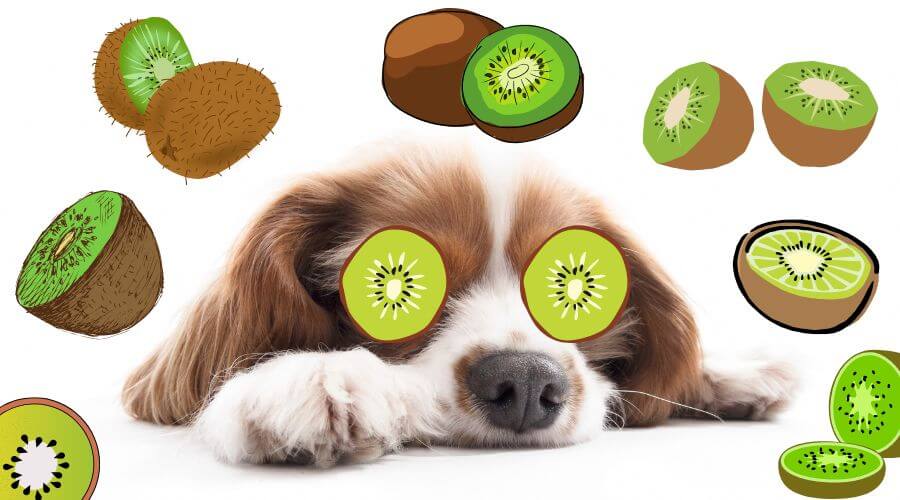 can dogs eat kiwi skin