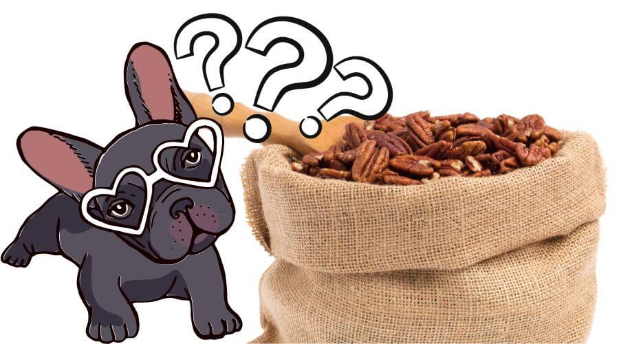 can dogs eat pecans? are they safe for dogs?