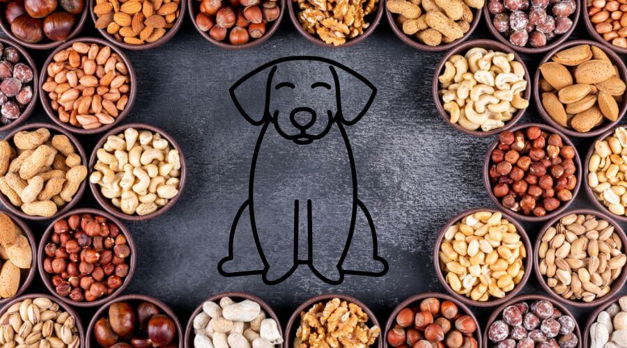 dogs and nut allergies