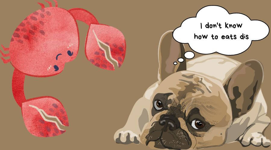 when is crab bad for dogs