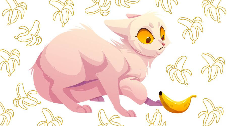 are bananas safe for kittens