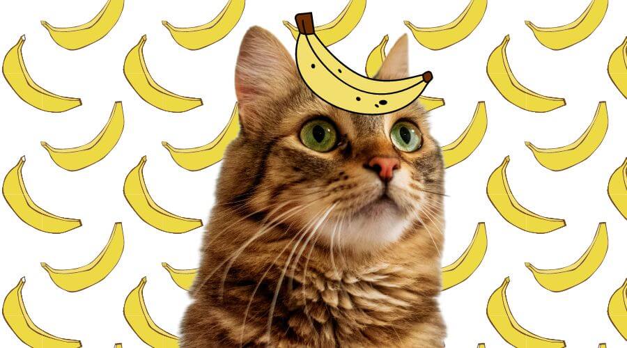 can cats eat bananas for diarrhea
