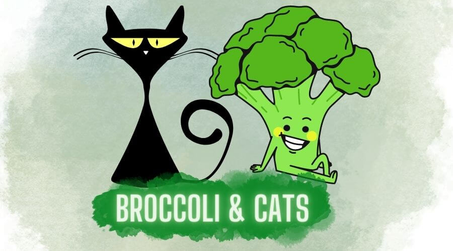 can cats eat broccoli safely