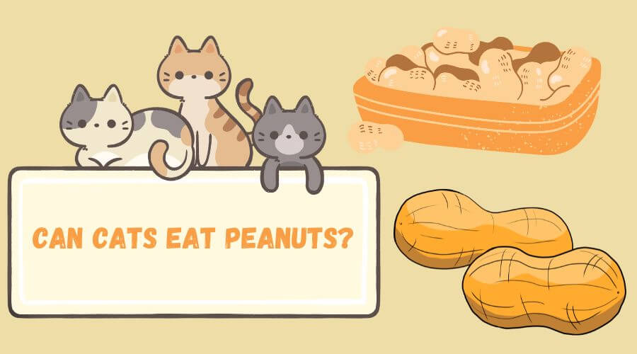 can cats eat peanuts? potential risks