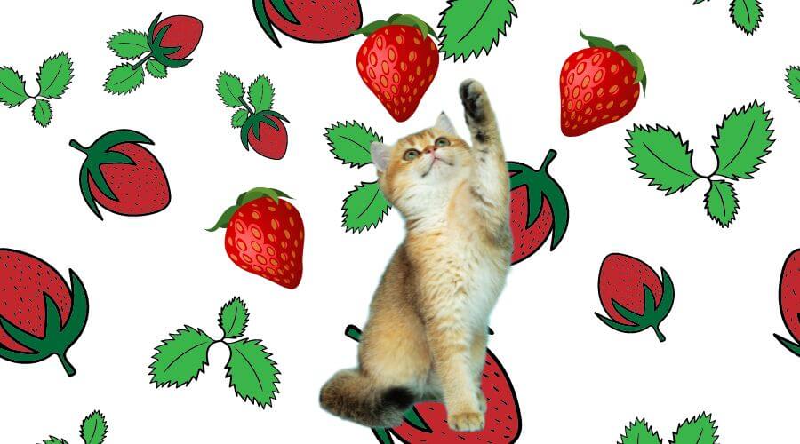 can strawberries harm your cat
