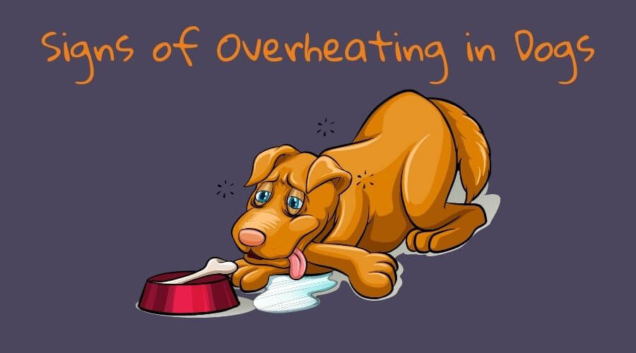 heat stroke in dogs