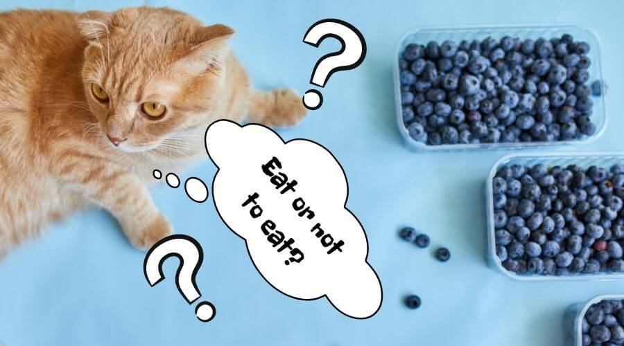 how many blueberries can cats eat safely