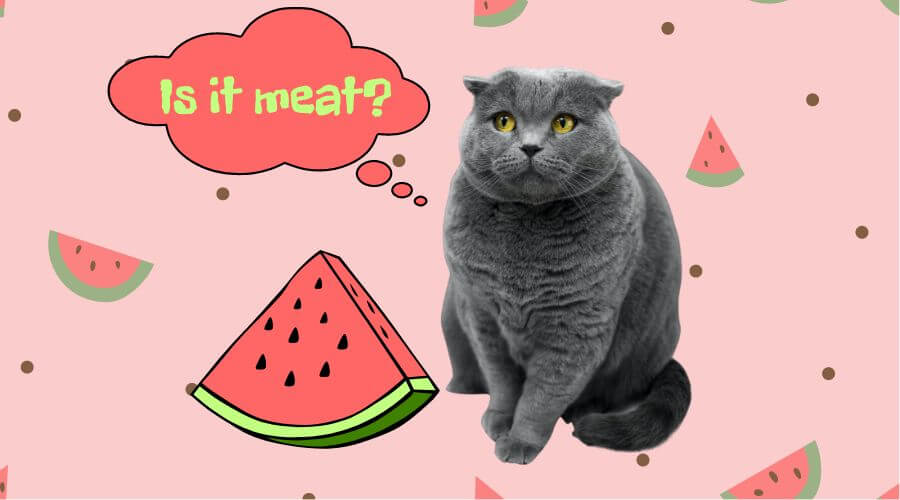 risks of feeding your cat watermelon