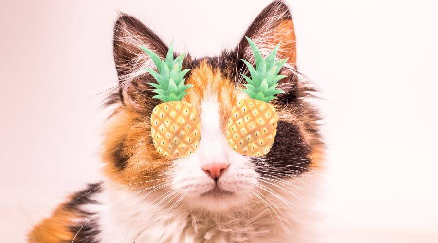 so, can cats eat pineapple?