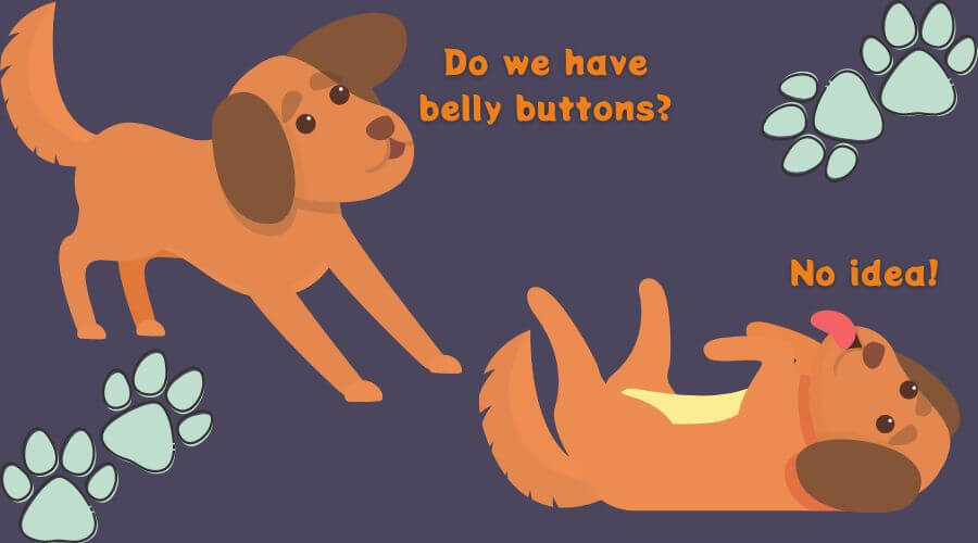 so where is a dog's belly button
