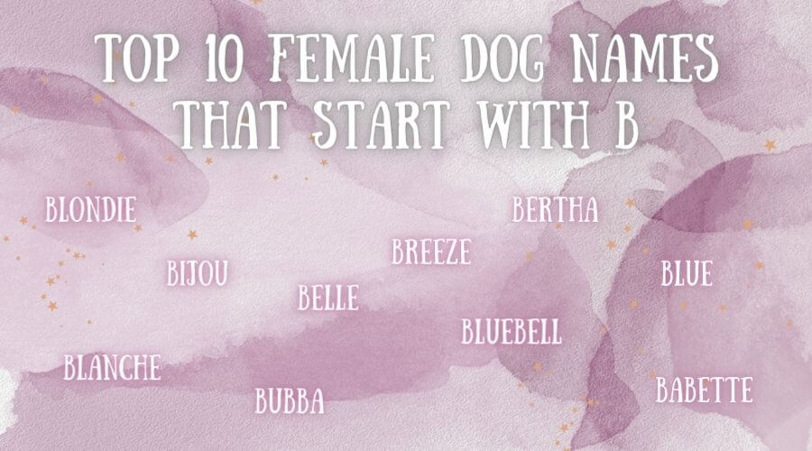 female dog names that start with b