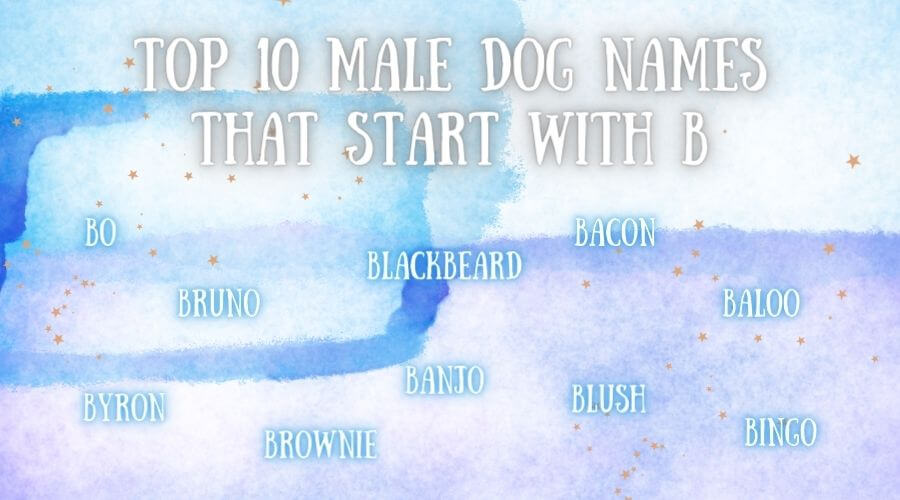 male dog names that start with b