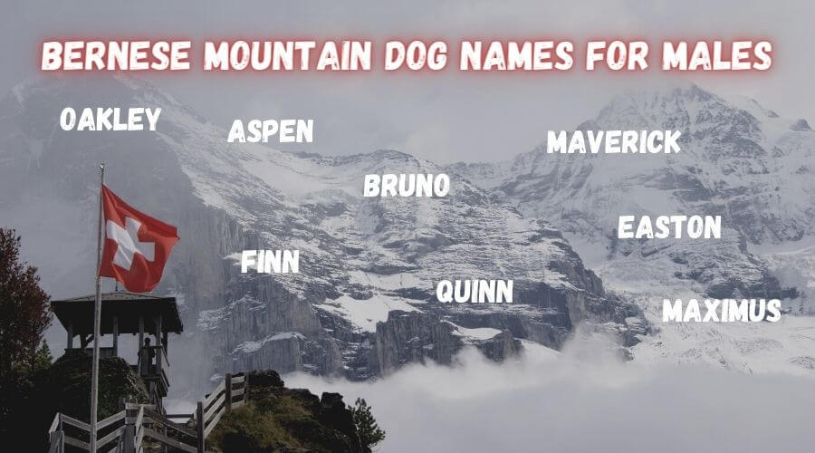 bernese mountain dog names for males
