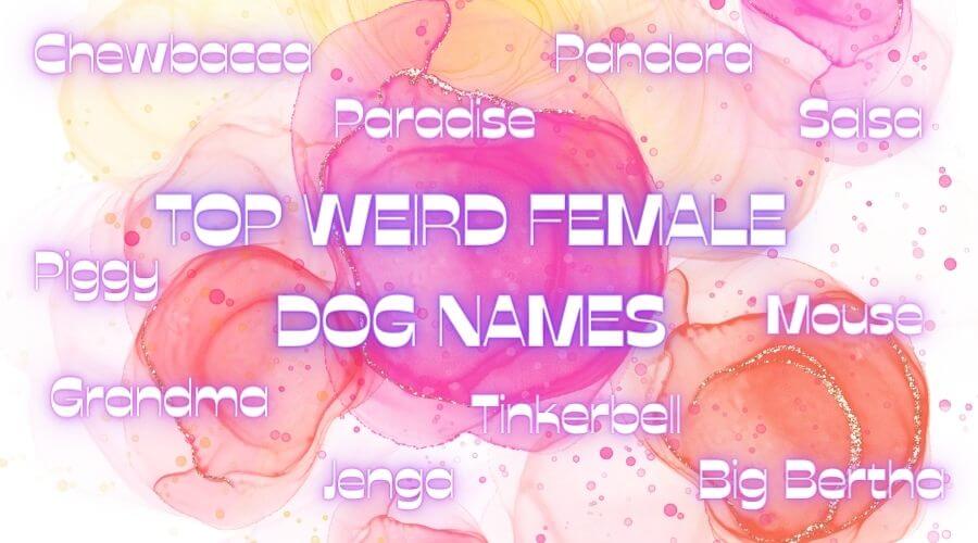 female weird dog names