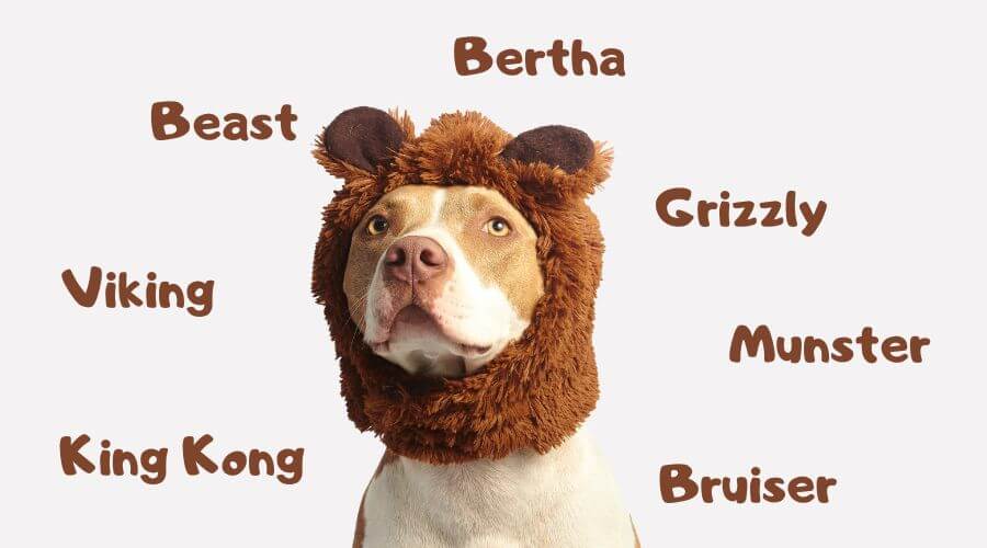pitbull dog names badass ideas