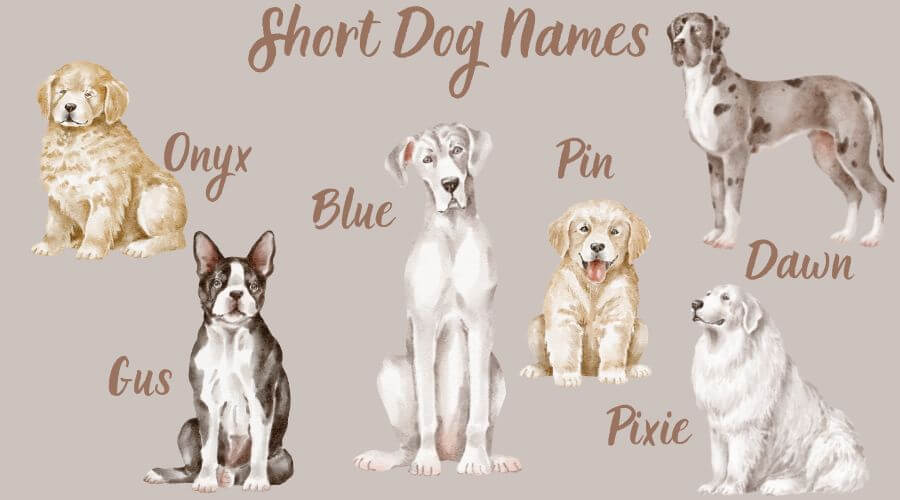 cute short dog names for small dogs