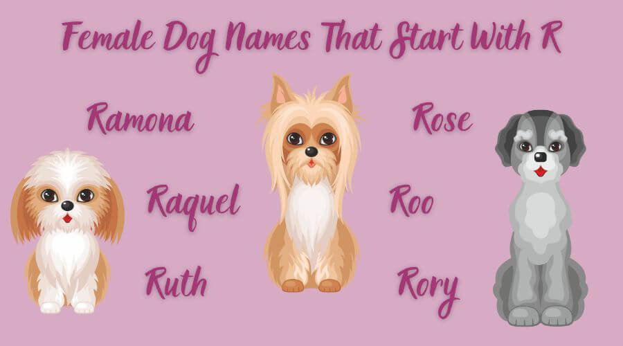 great ideas of dog names that start with r for female dogs