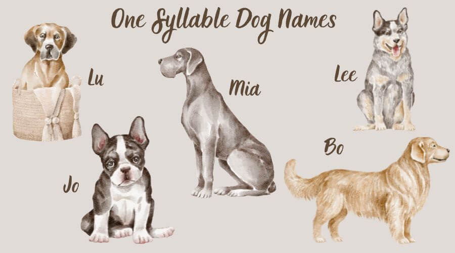 one syllable dog names