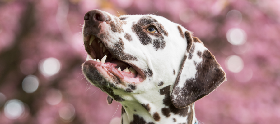 101 Dalmatians Dog Names from the Live-Action Movie