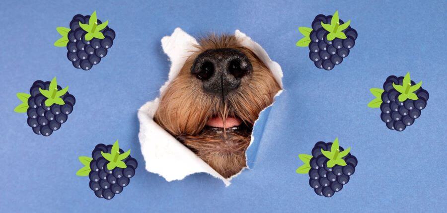 benefits of blackberries in dogs