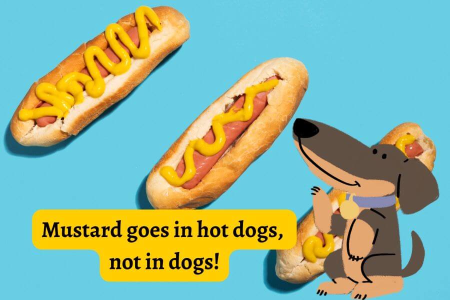 Can Dogs Eat Mustard, Then?