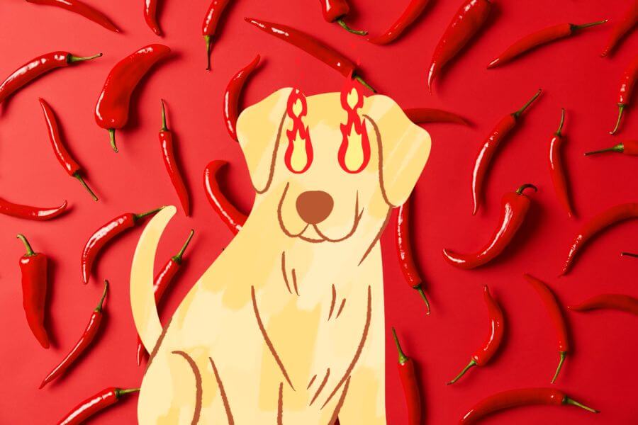 Can Dogs Eat Spicy Food? About Capsaicin