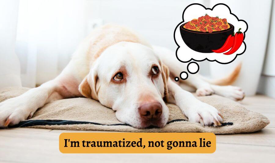 Do Dogs Like Spicy Food?