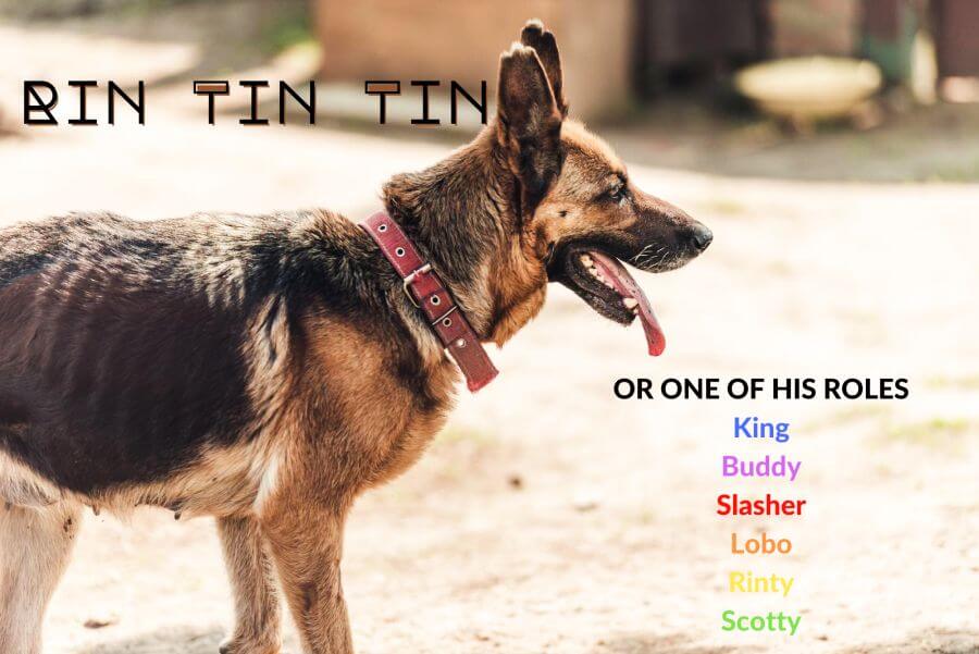 Dog Names from Movies – Classic Films