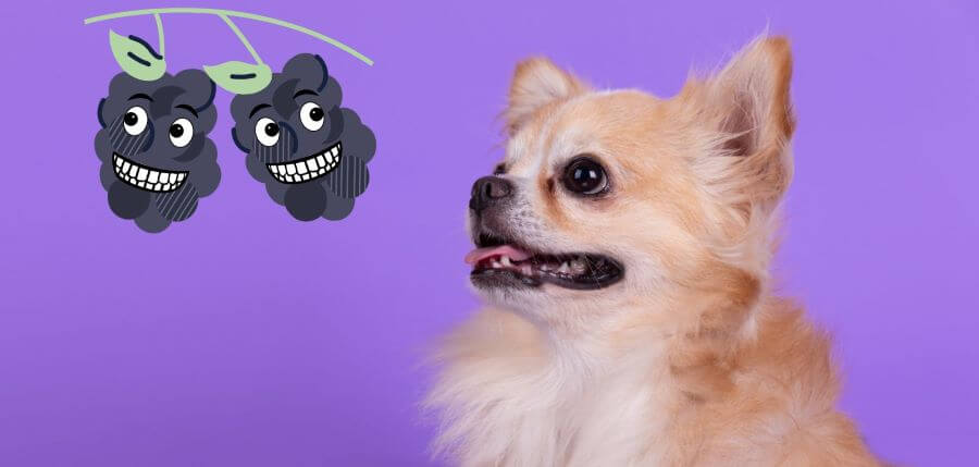how many blackberries can a dog eat
