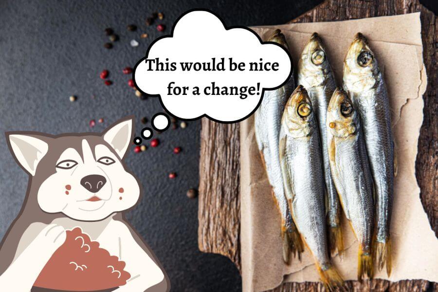 Is It Good to Feed Sardines to Dogs?