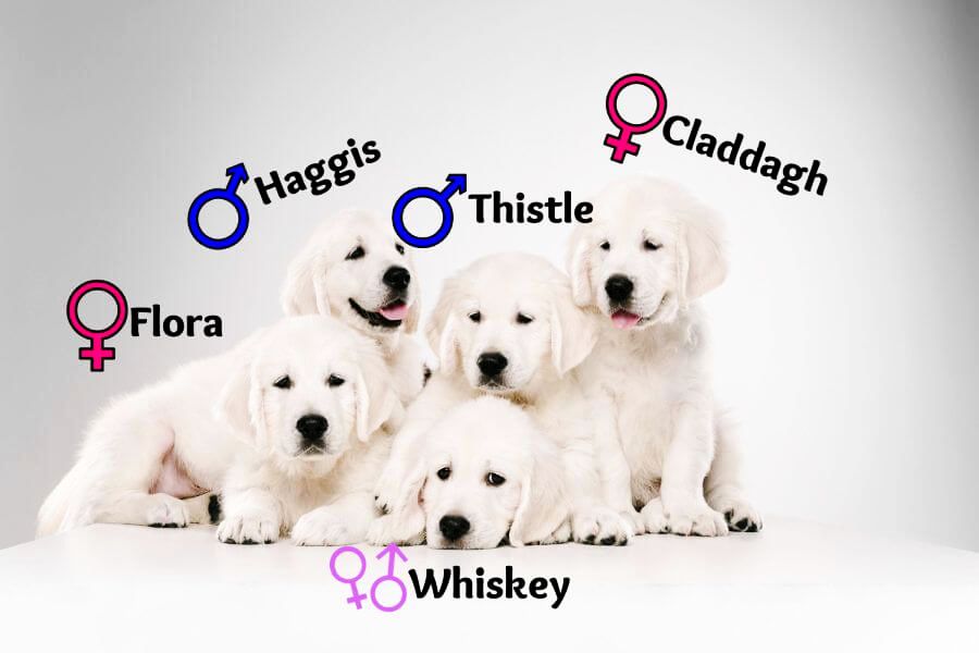 Name Ideas Inspired by Scottish Culture
