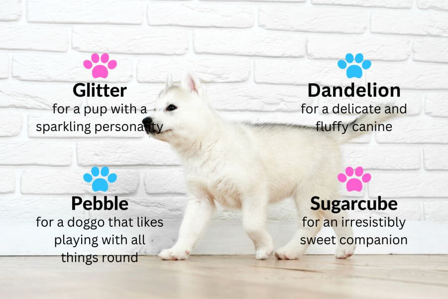 Small White Dog Names