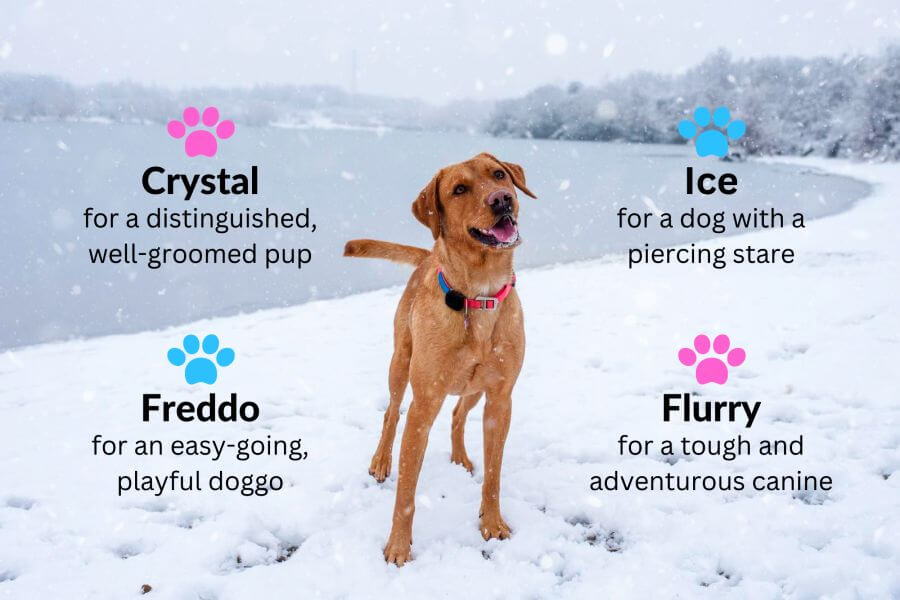 Snow-Inspired White Dog Names