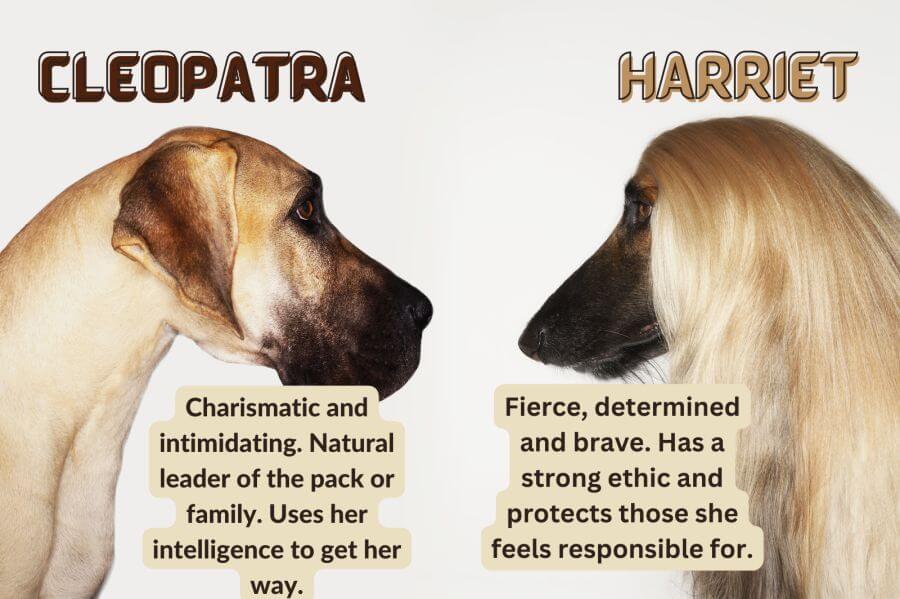 Strong Female Dog Names Based on Real-World Leaders