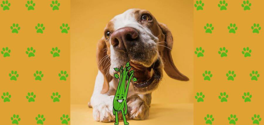 the benefits of celery in dogs