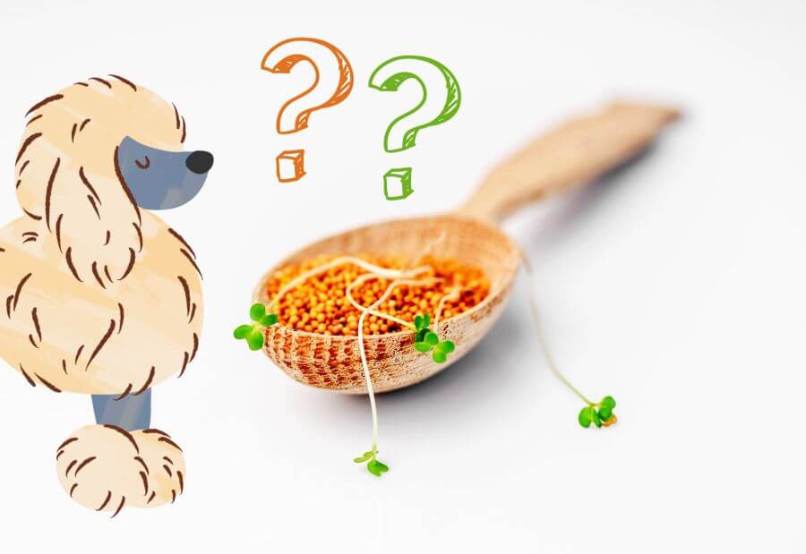 What Is Mustard?