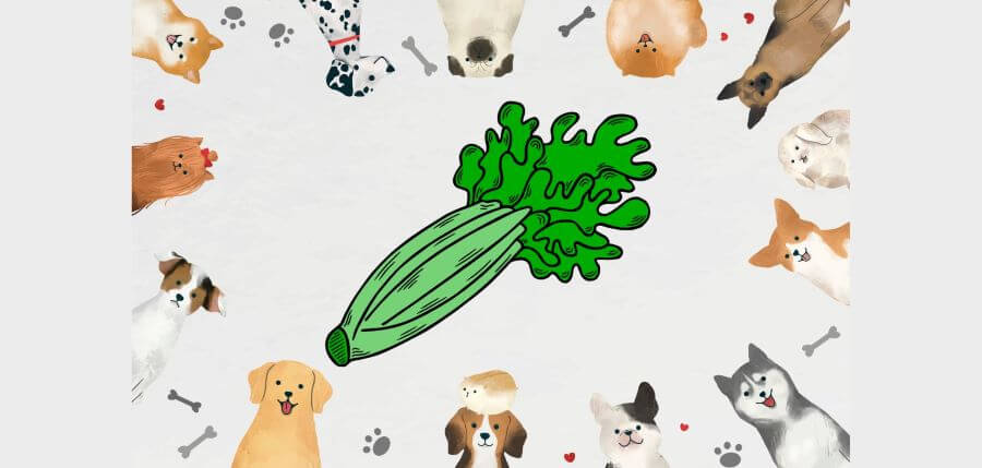 when you should not feed your dog celery