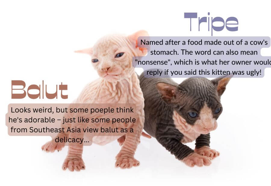 20 Weird Cat Names Inspired by Strange Food