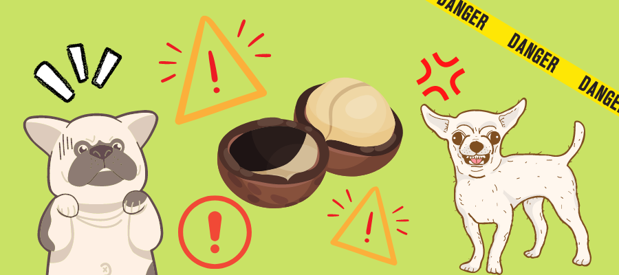 Are Macadamia Shells Dangerous to Dogs