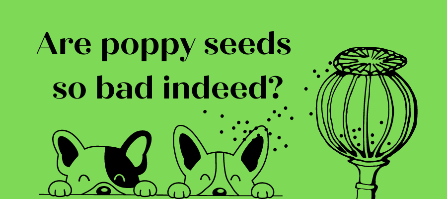 Can Dogs Eat Poppy Seeds and Be Okay
