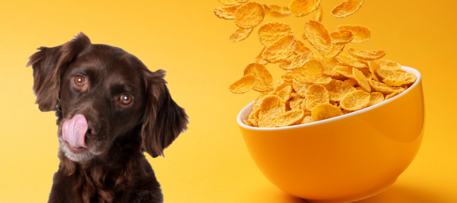 Are Corn Flakes Good for Dogs