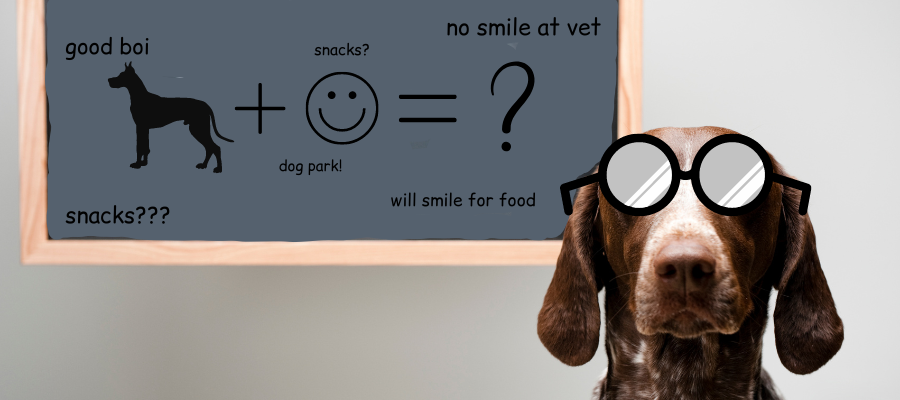 Do Dogs Smile – What Science Says
