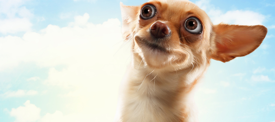 Fun dog names for small dogs