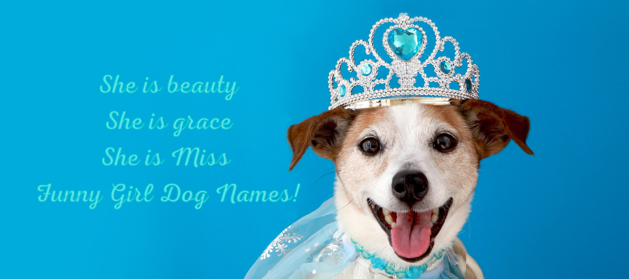 Funny Girl Dog Names