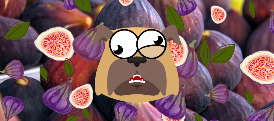 can dogs eat figs? yea!