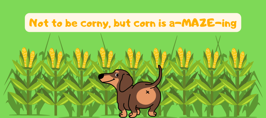Is Corn Good for Dogs